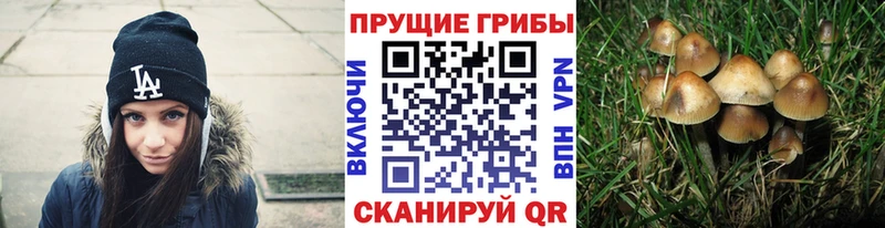 Галлюциногенные грибы Cubensis  продажа наркотиков  Лукоянов 